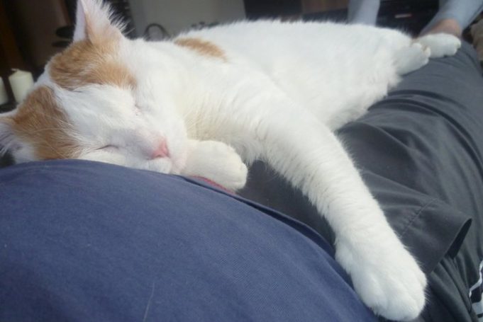 Warum schnurren Katzen katzen schnurren