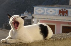 Wie kann man die Zähne von Katzen pflegen? Tipps und Tricks für gesunde Zähne katzenzähne