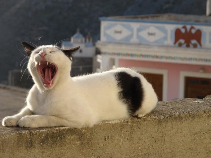 Wie kann man die Zähne von Katzen pflegen? Tipps und Tricks für gesunde Zähne katzenzähne