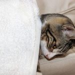 kranke Katze kranke Katze