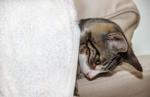 Woran erkennt man, ob eine Katze ein gebrochenes Bein hat? kranke Katze