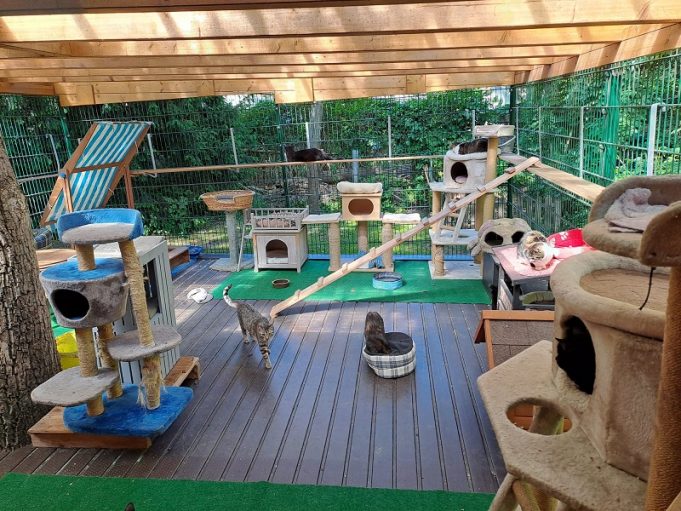 5.000 Euro für Brandenburger Streunerkatzen