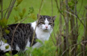 Warum kommt immer wieder eine streunende Katze zu mir nach Hause? Streunerkatze