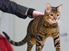 Toyger – Besondere Designerkatze