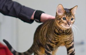 Toyger – Besondere Designerkatze