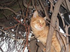 Wie kann ich meiner katze helfen, sicher aus einem Baum herunterzukommen? Katze klettert auf einen Baum