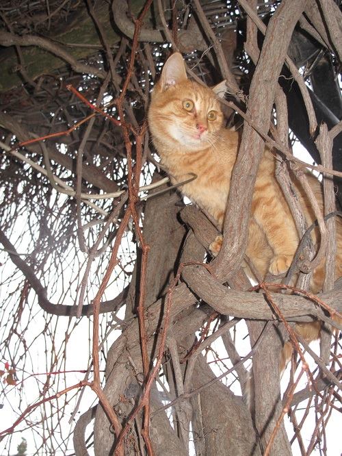 Katze klettert auf einen Baum