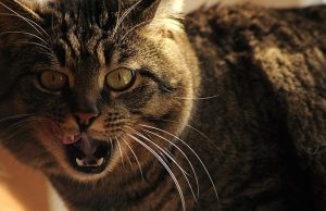 Katze mit geschwollener Unterlippe: Ursachen und Maßnahmen katze offener mund