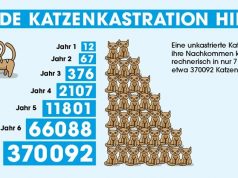 Stadt Senden erlässt Katzenschutzverordnung: PETA lobt tierfreundliche Maßnahme und fordert landesweite Regelung in Bayern