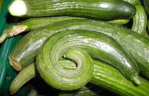 Warum haben Katzen Angst vor Schlangengurken Schlangengurken und Katzen